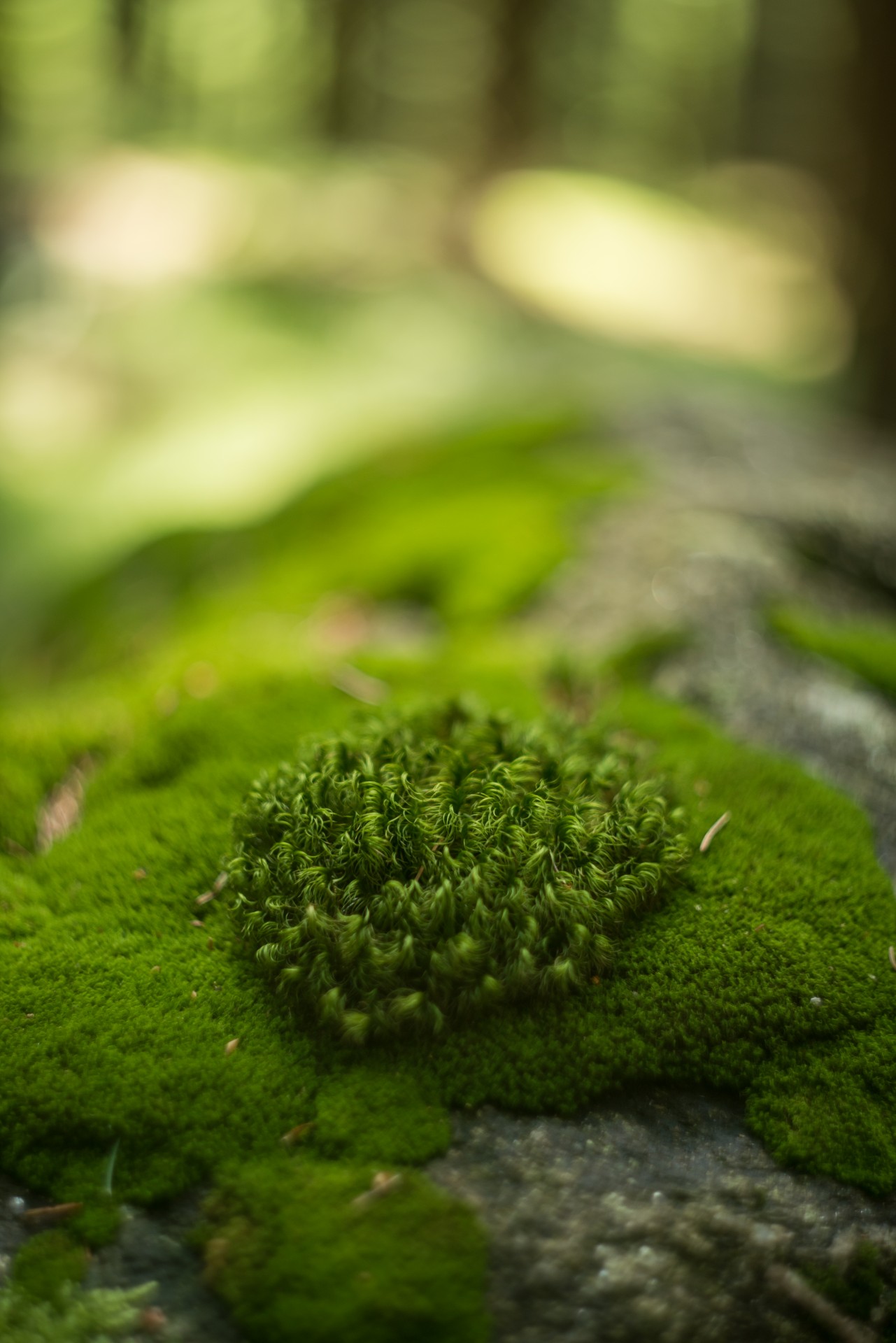 moss grass forest free photo