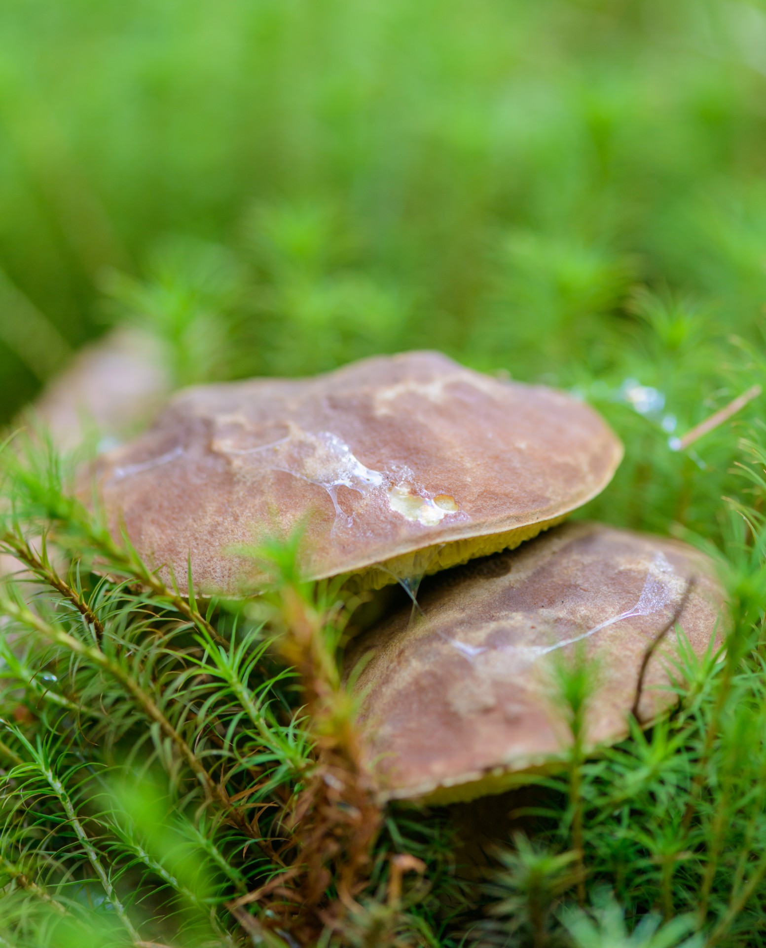 mushrooms forest green free photo