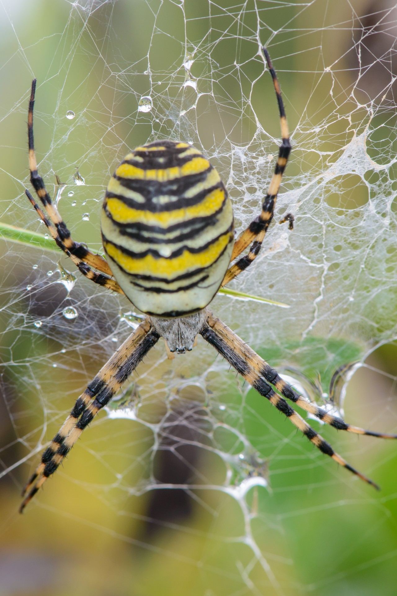 spider web nature free photo