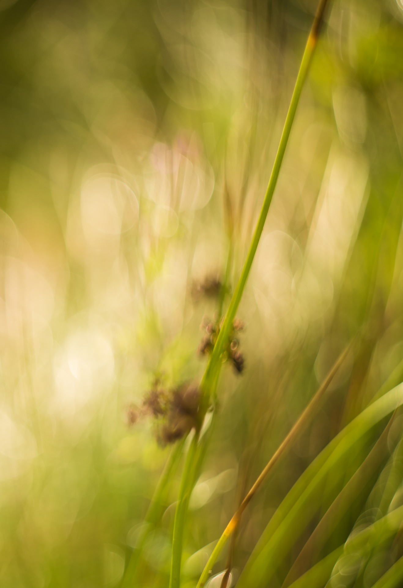 color colorful grass free photo