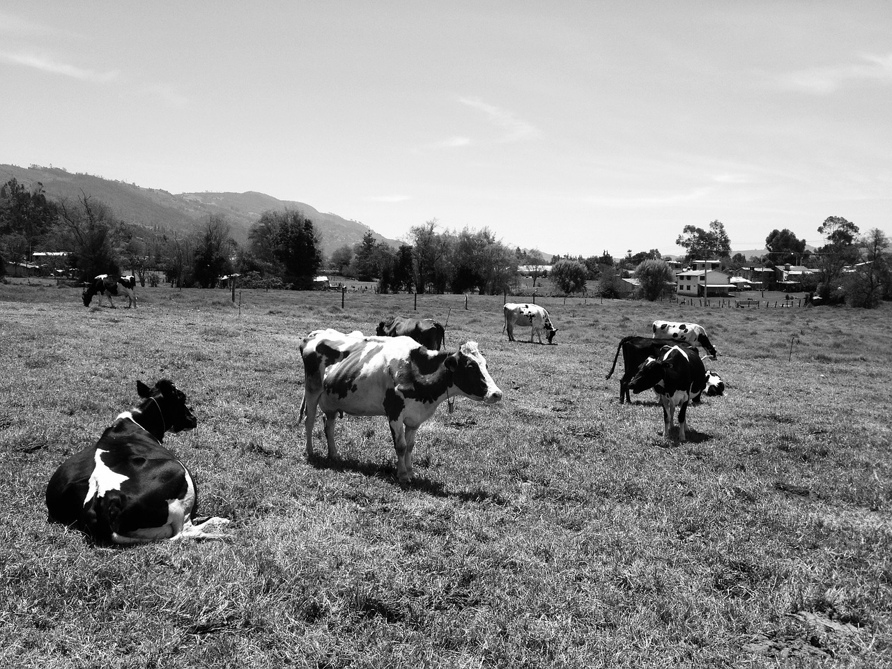 cows portrait rural free photo