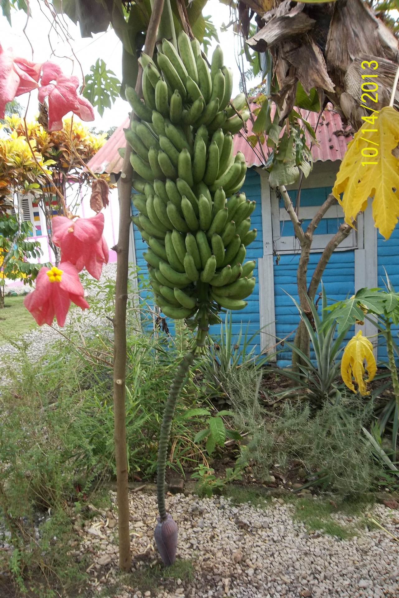 banana banana tree banana tail free photo