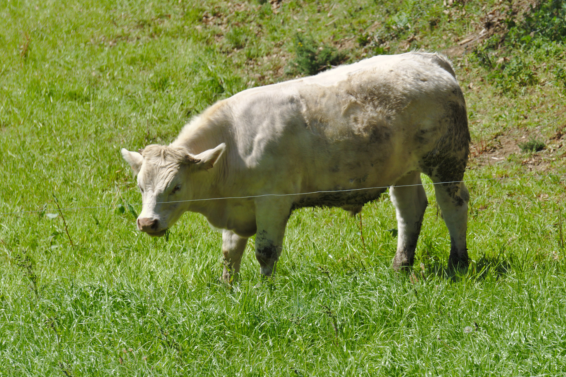 cow heifer charolais free photo