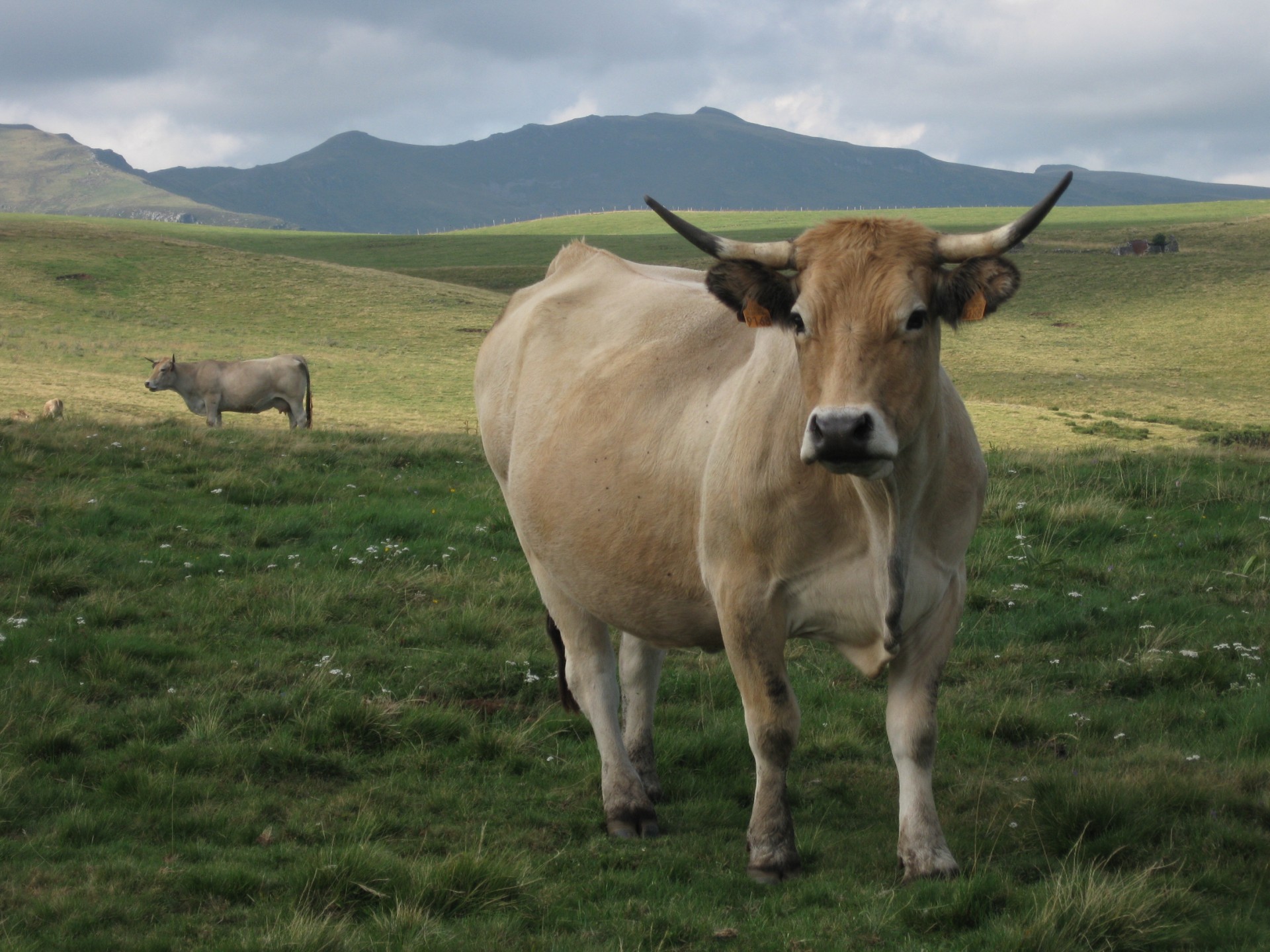 cow france cow france free photo