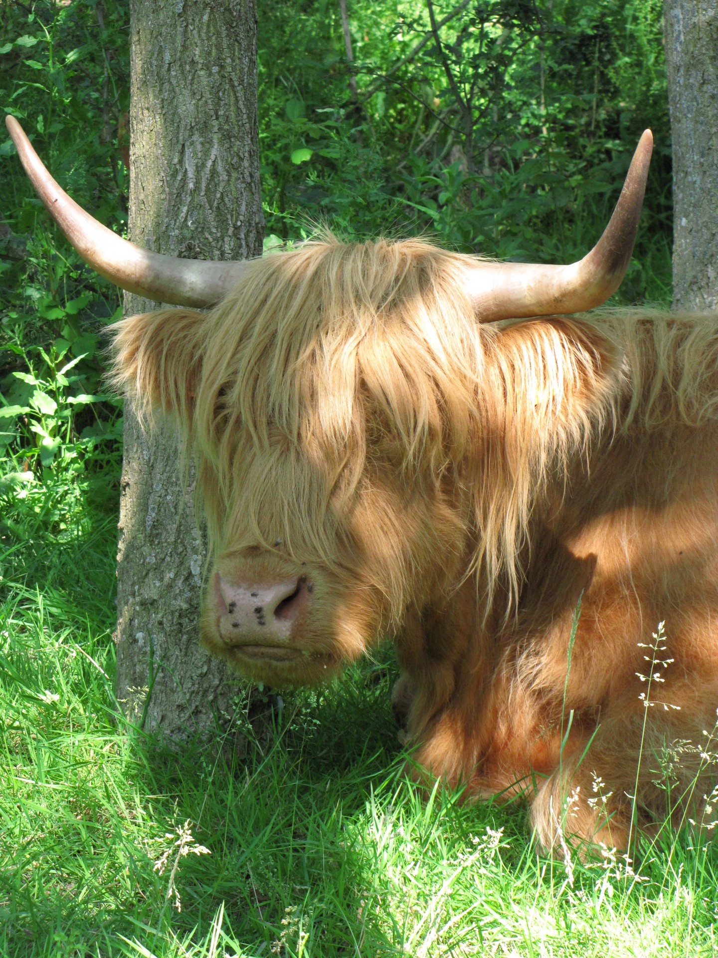 cow bull calf free photo