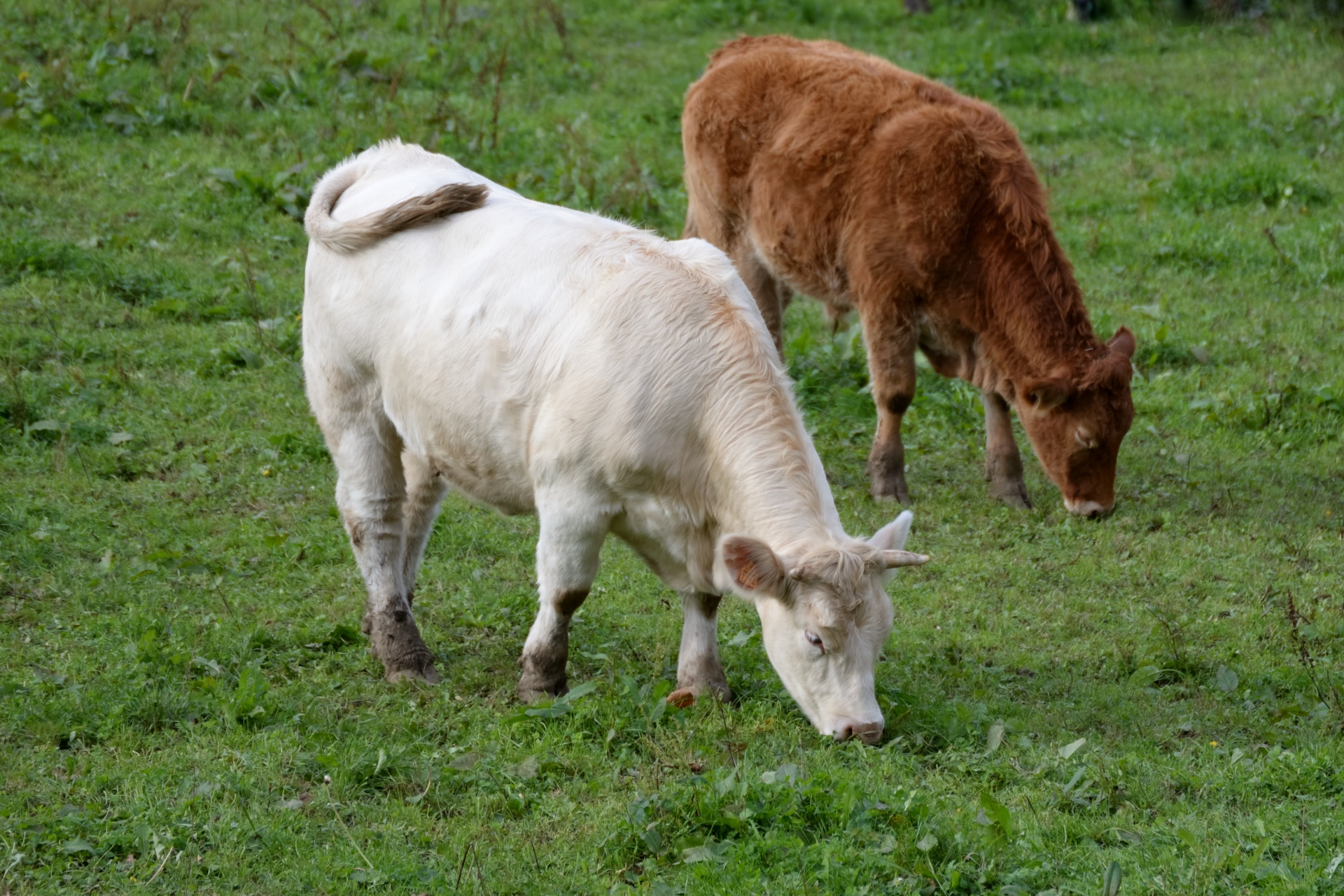 cows meadow animals free photo