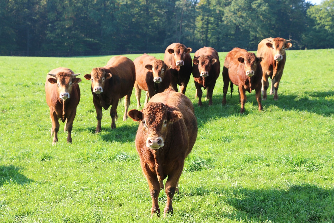 vaches rousses herds breeding free photo