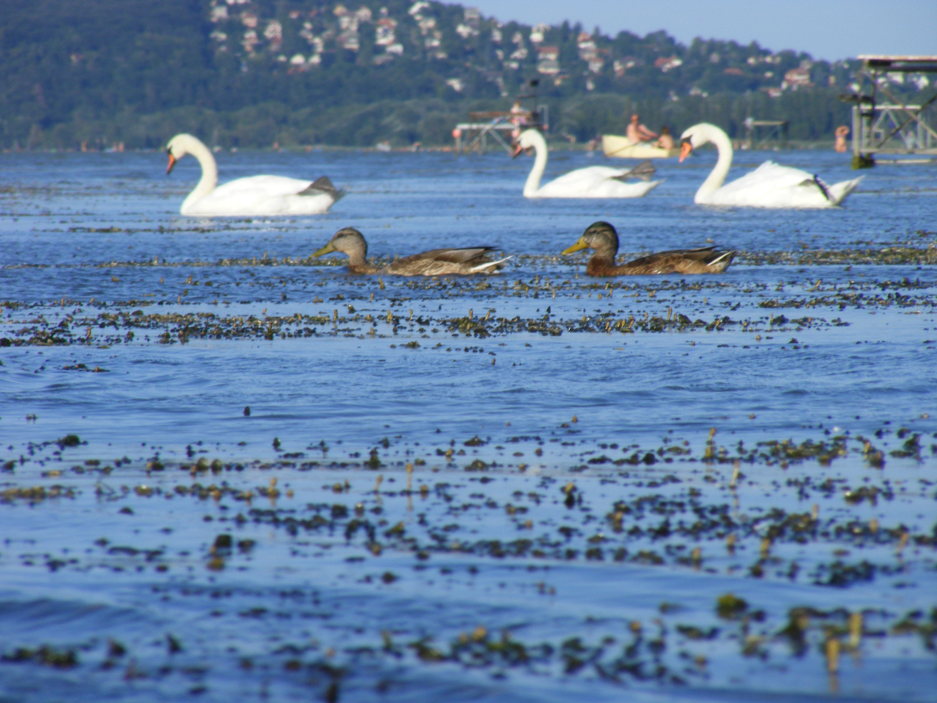 bird wild bird hungary free photo