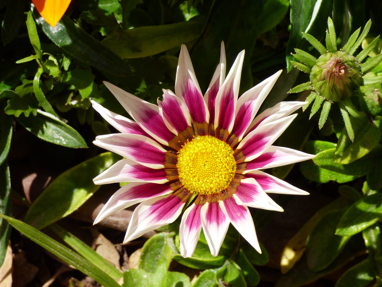 vaiagata pink white free photo