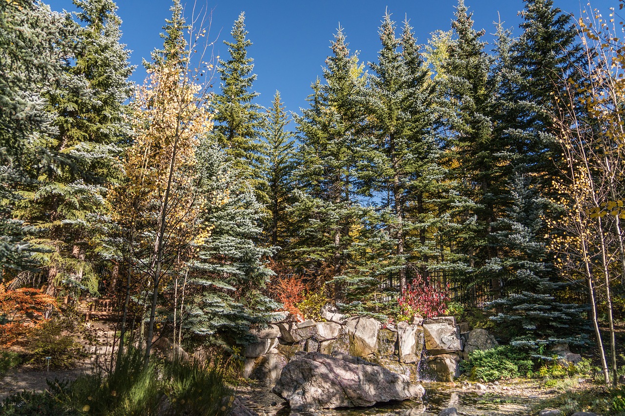 vail colorado forest free photo