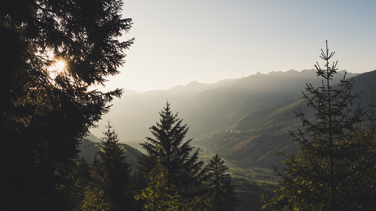 valais  forest  autumn free photo