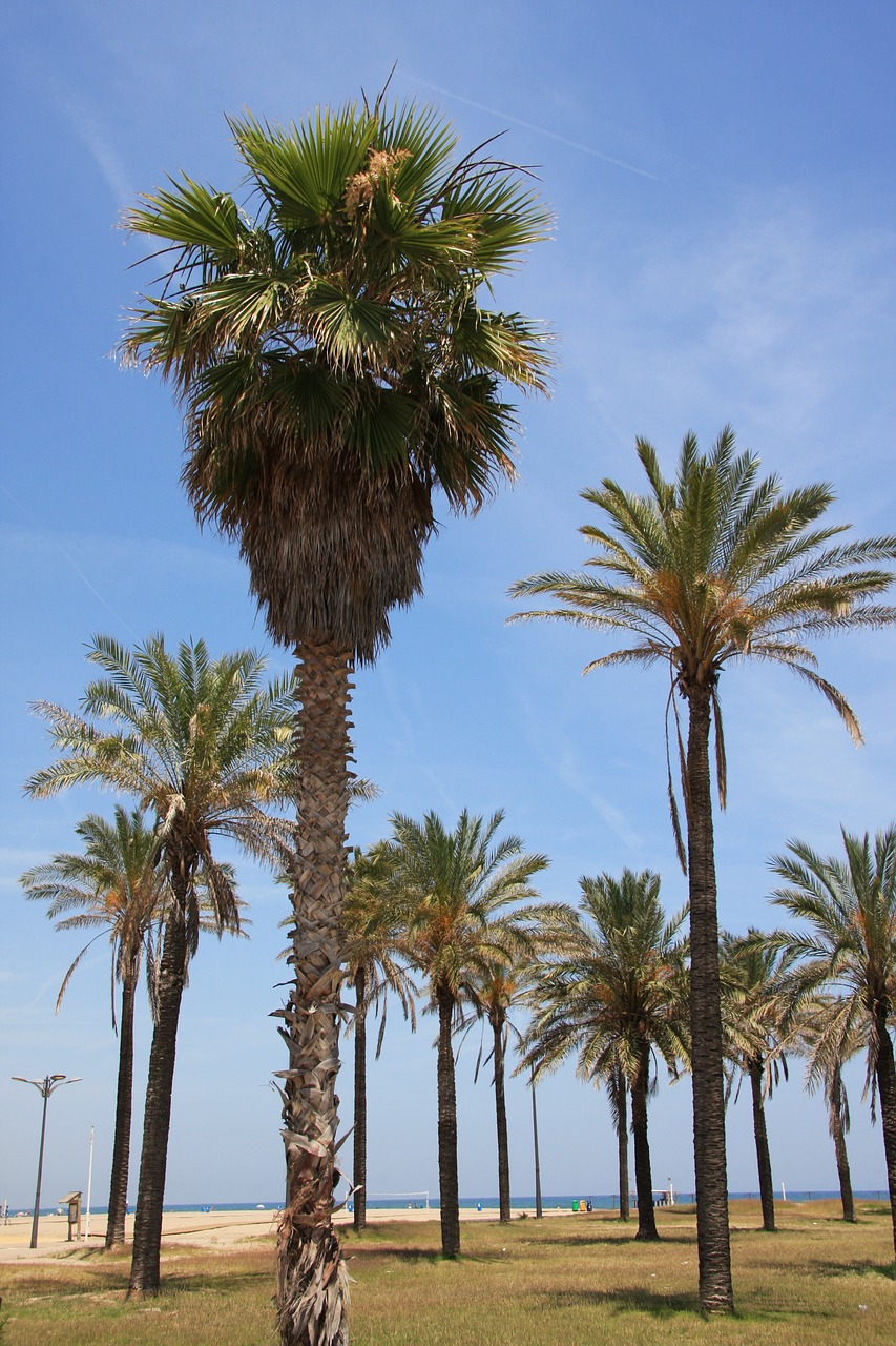 valencia malvarrosa beach palms free photo
