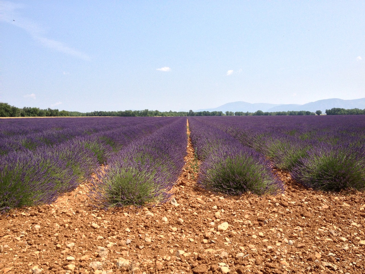 valensole lavender summer free photo