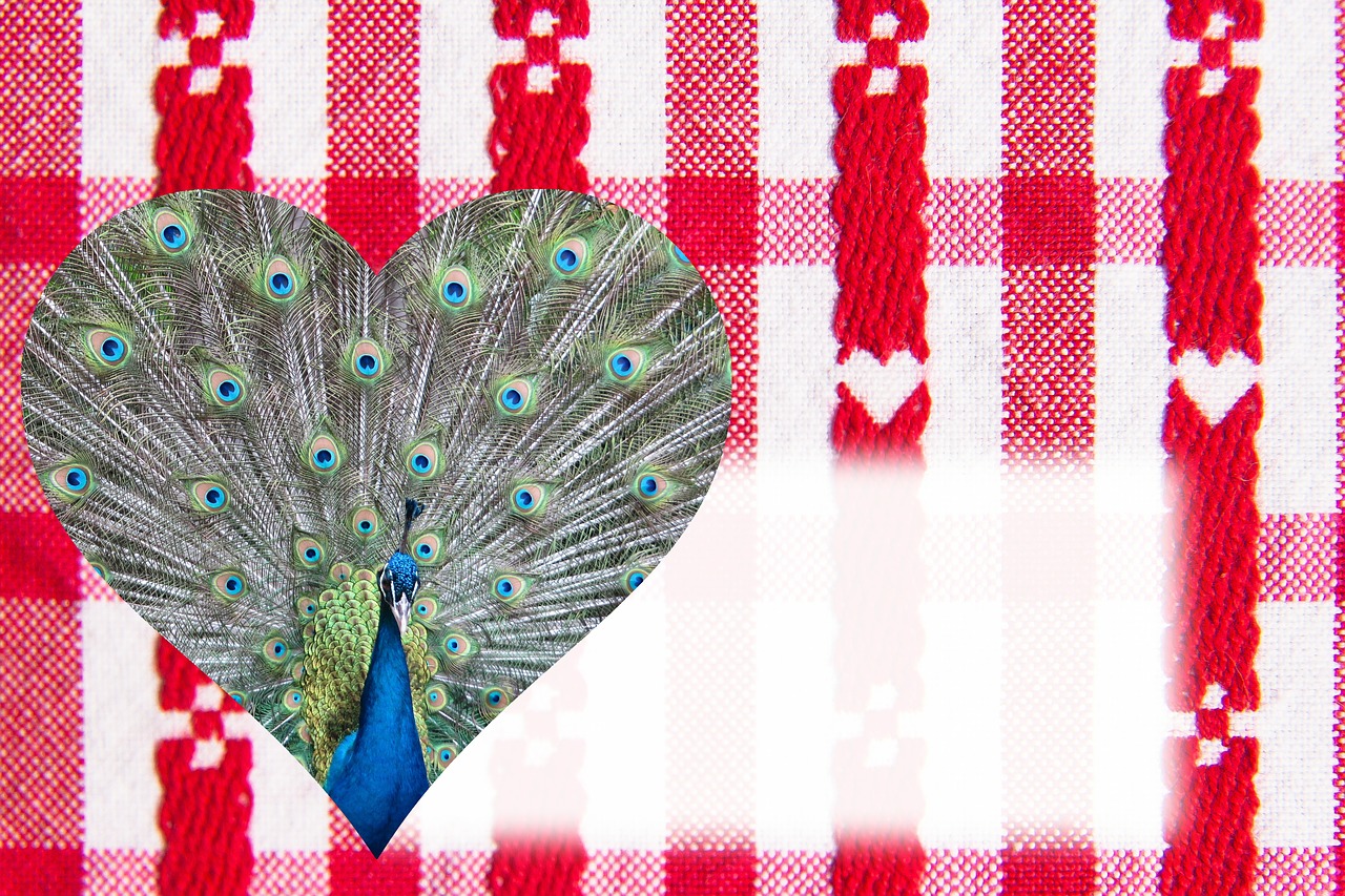 valentine heart peacock free photo