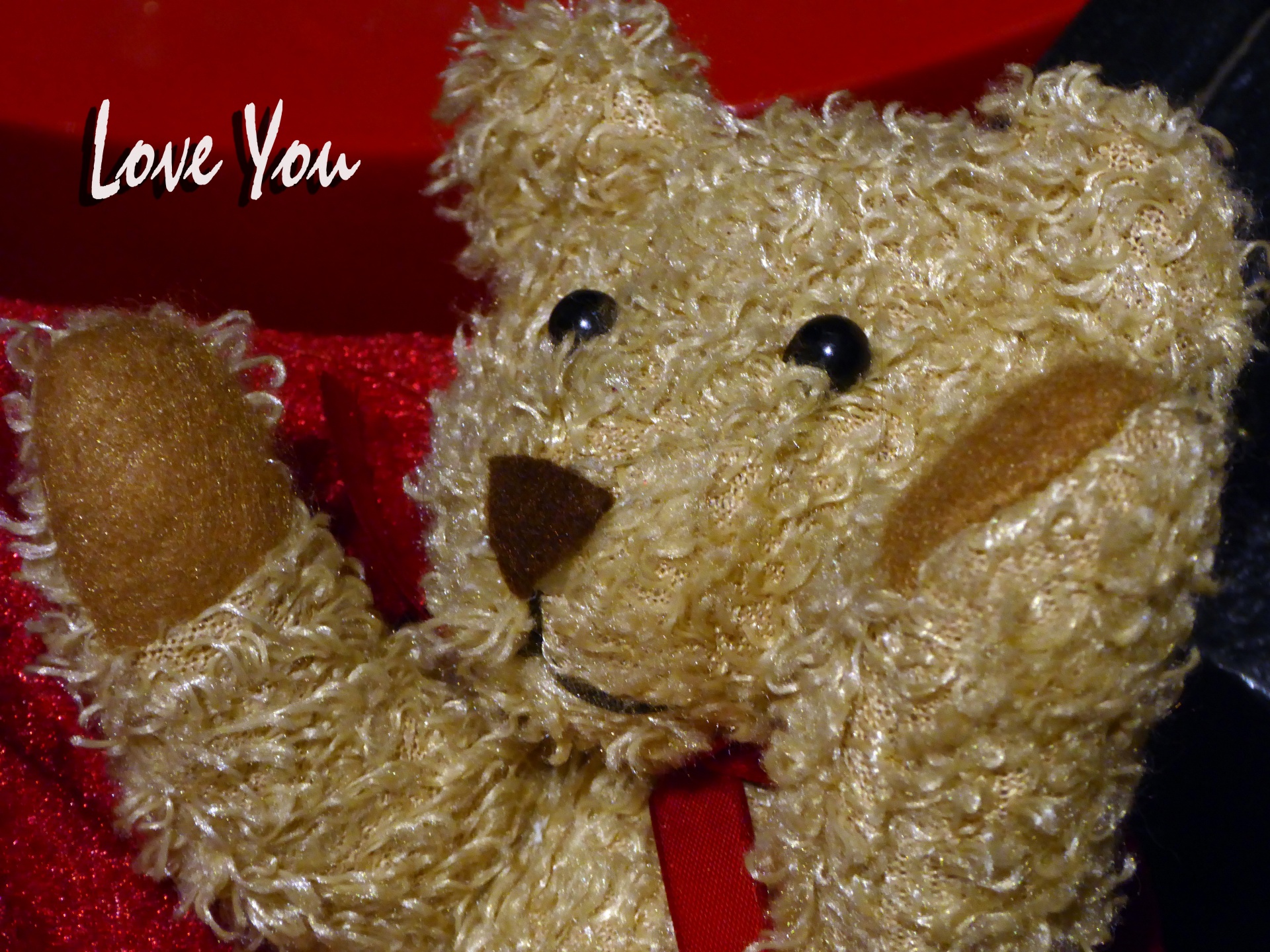 teddy bear valentines day valentine free photo