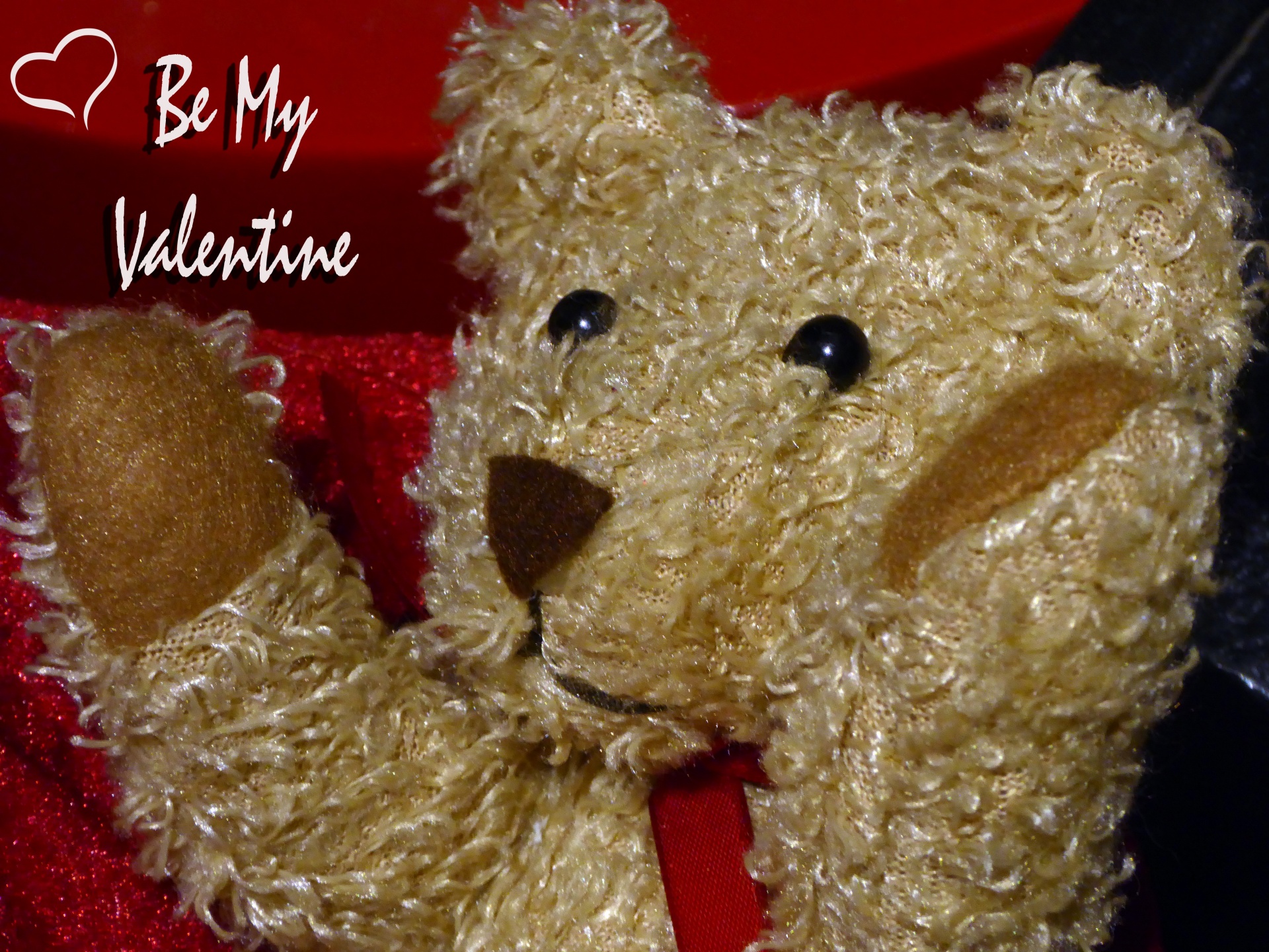 valentine valentines day teddy bear free photo
