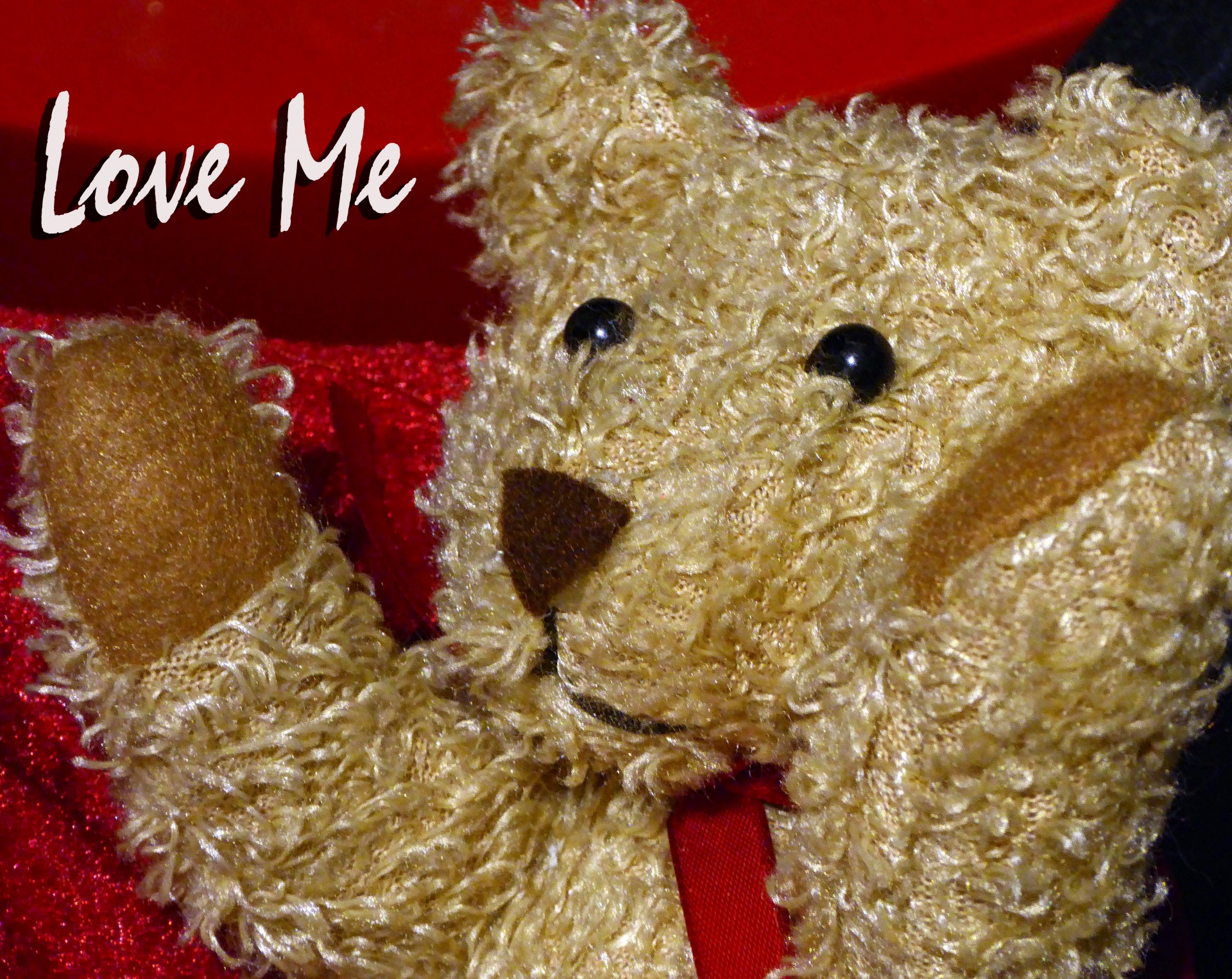 valentine valentines day teddy bear free photo