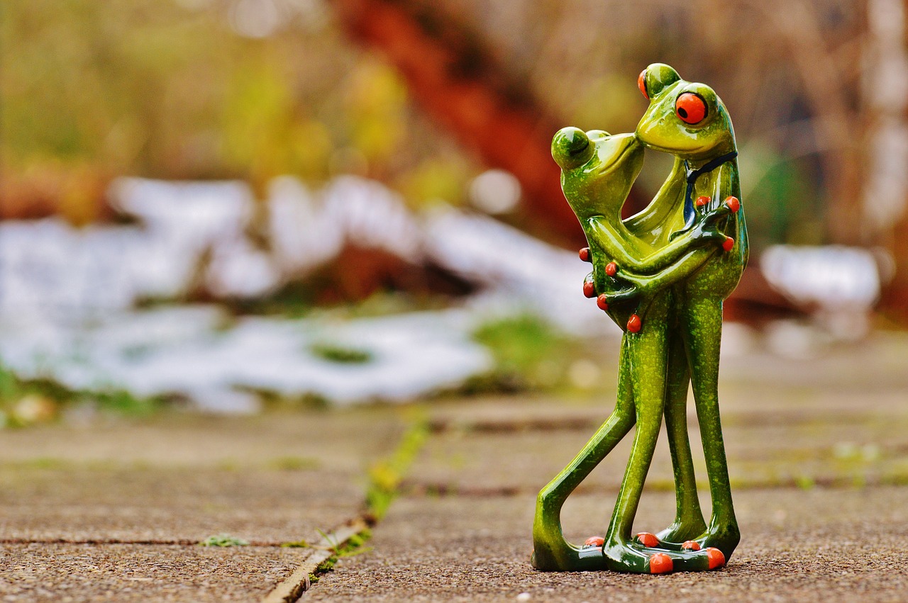 valentine's day love frogs free photo