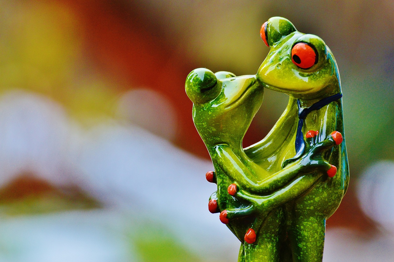 valentine's day love frogs free photo