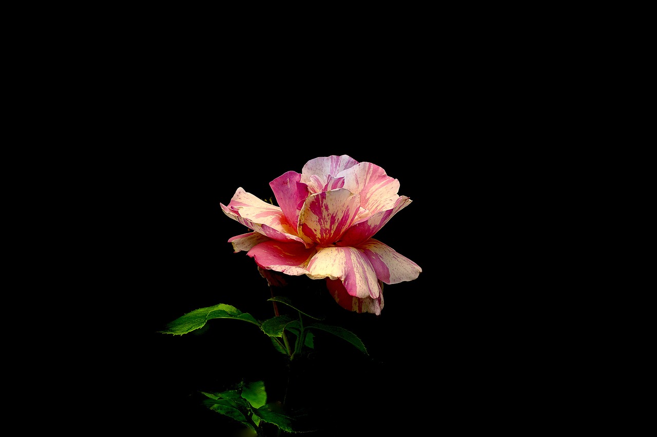 valentine's day  rose  flower free photo