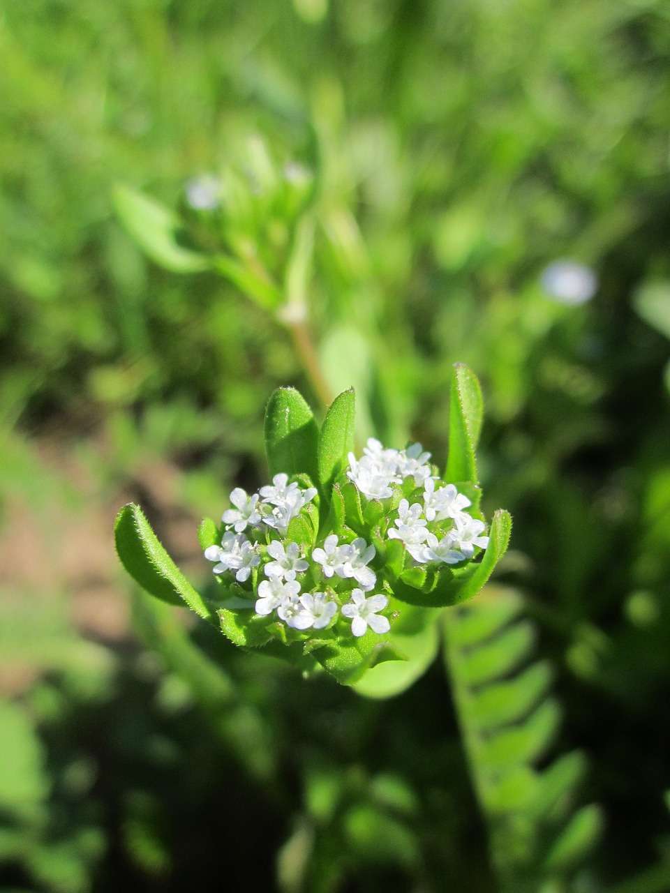 valerianella locusta corn salad common cornsalad free photo