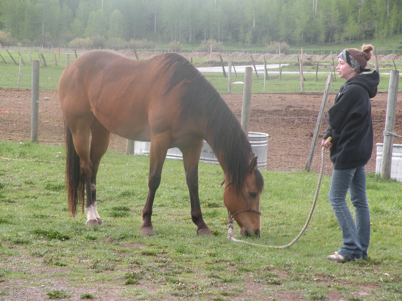 valerie horse morning free photo