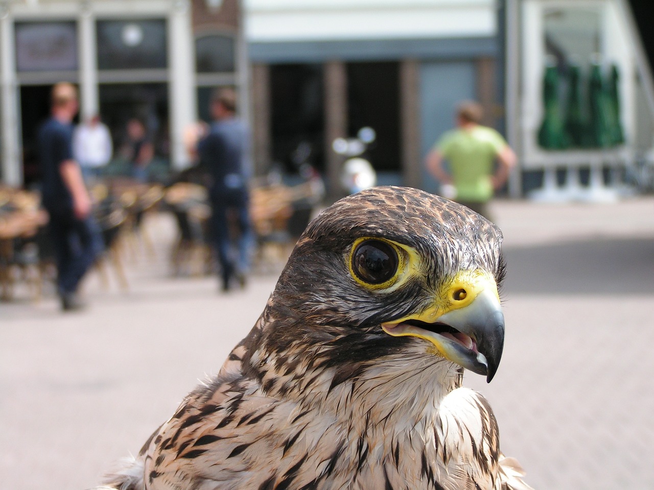 sparrowhawk bird of prey birds free photo