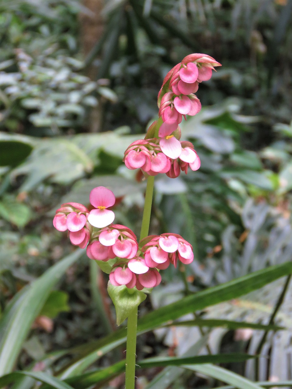 vallarta botanico flower tropical flower free photo