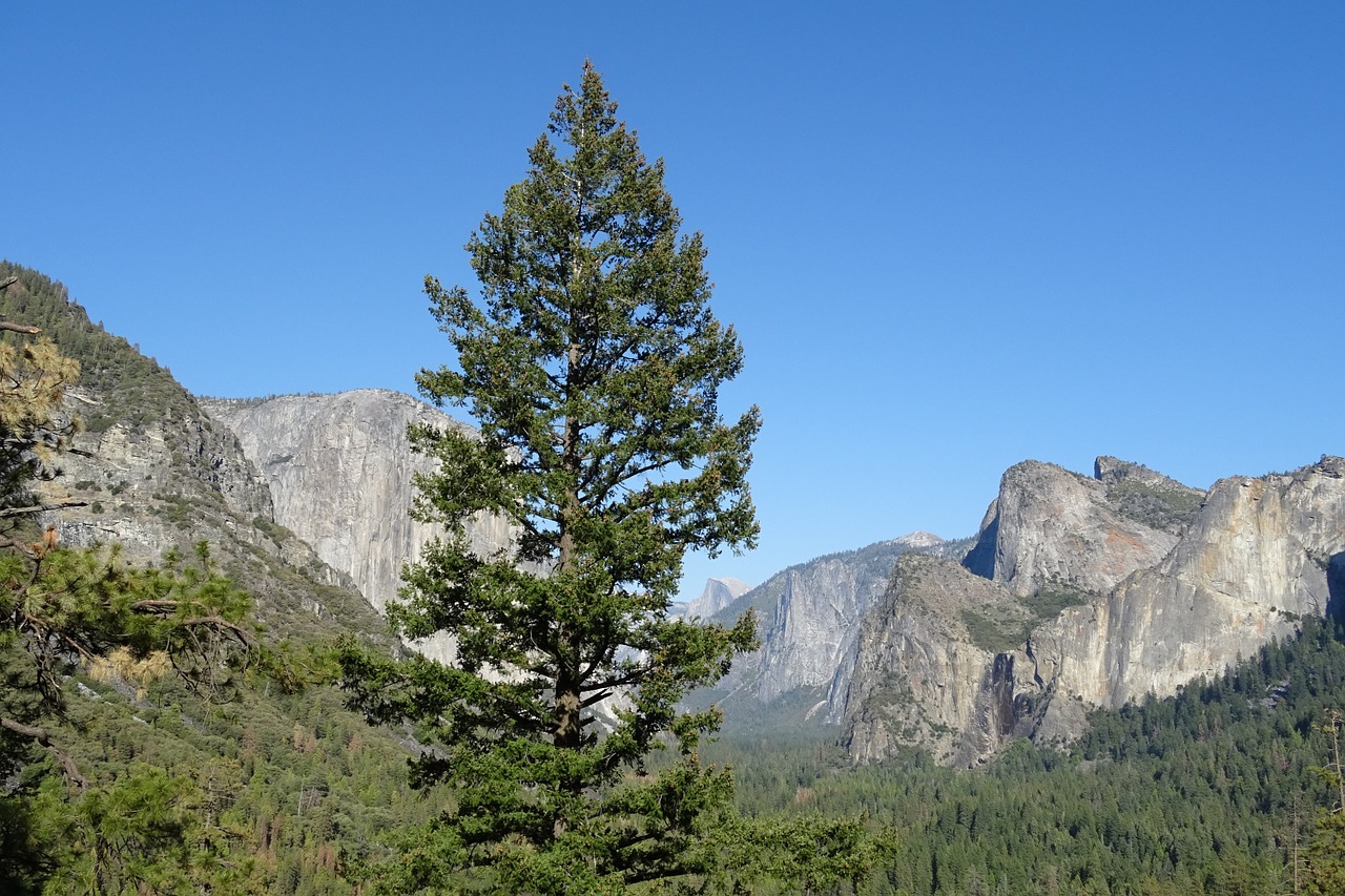 valley vegetation incense cedar free photo