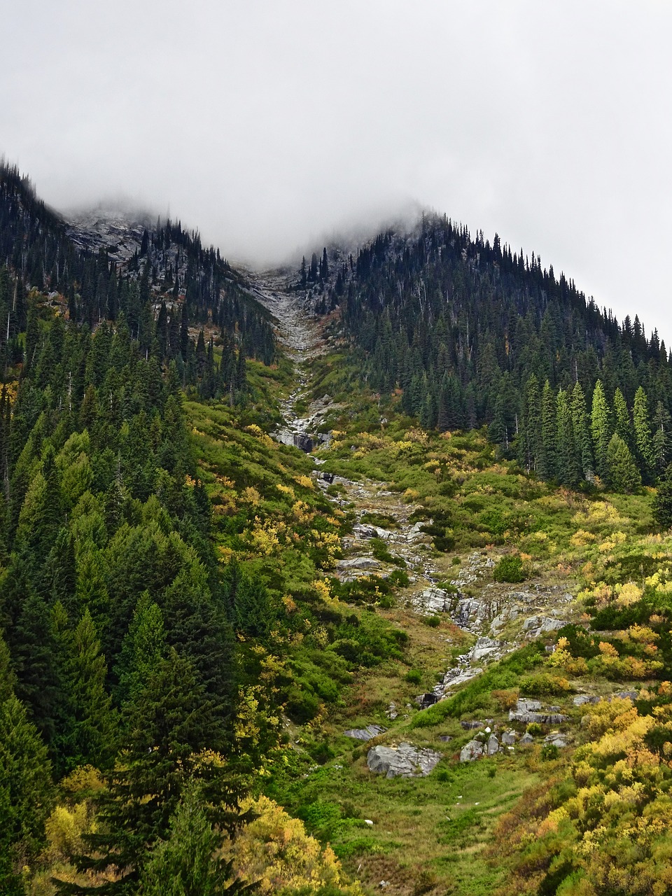 valley cleaning forest free photo