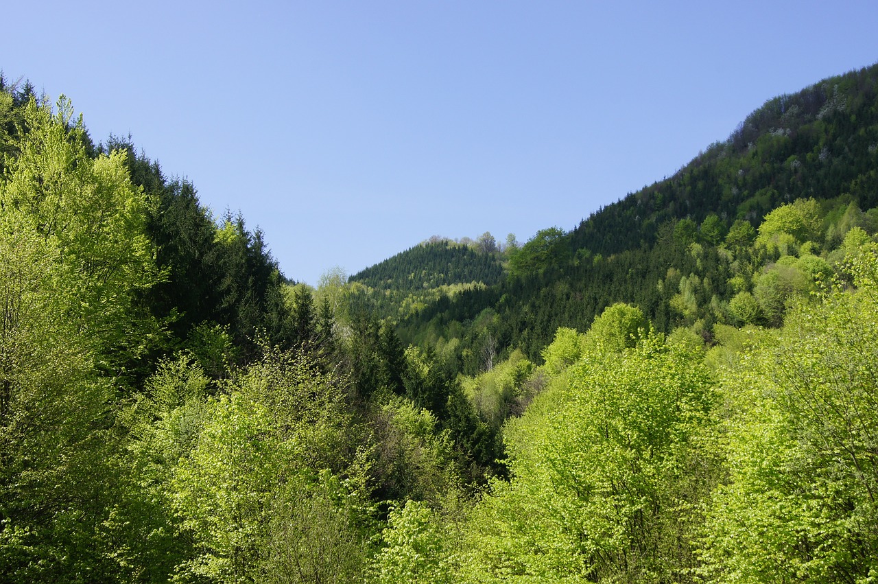 valley forest trees free photo