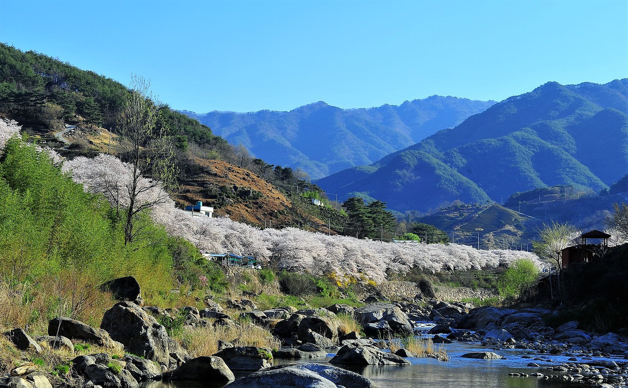 valley  cherry blossom  spring free photo