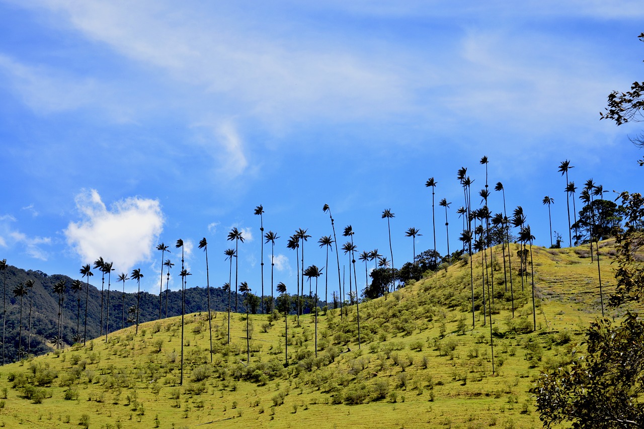 valley cocora salento free photo