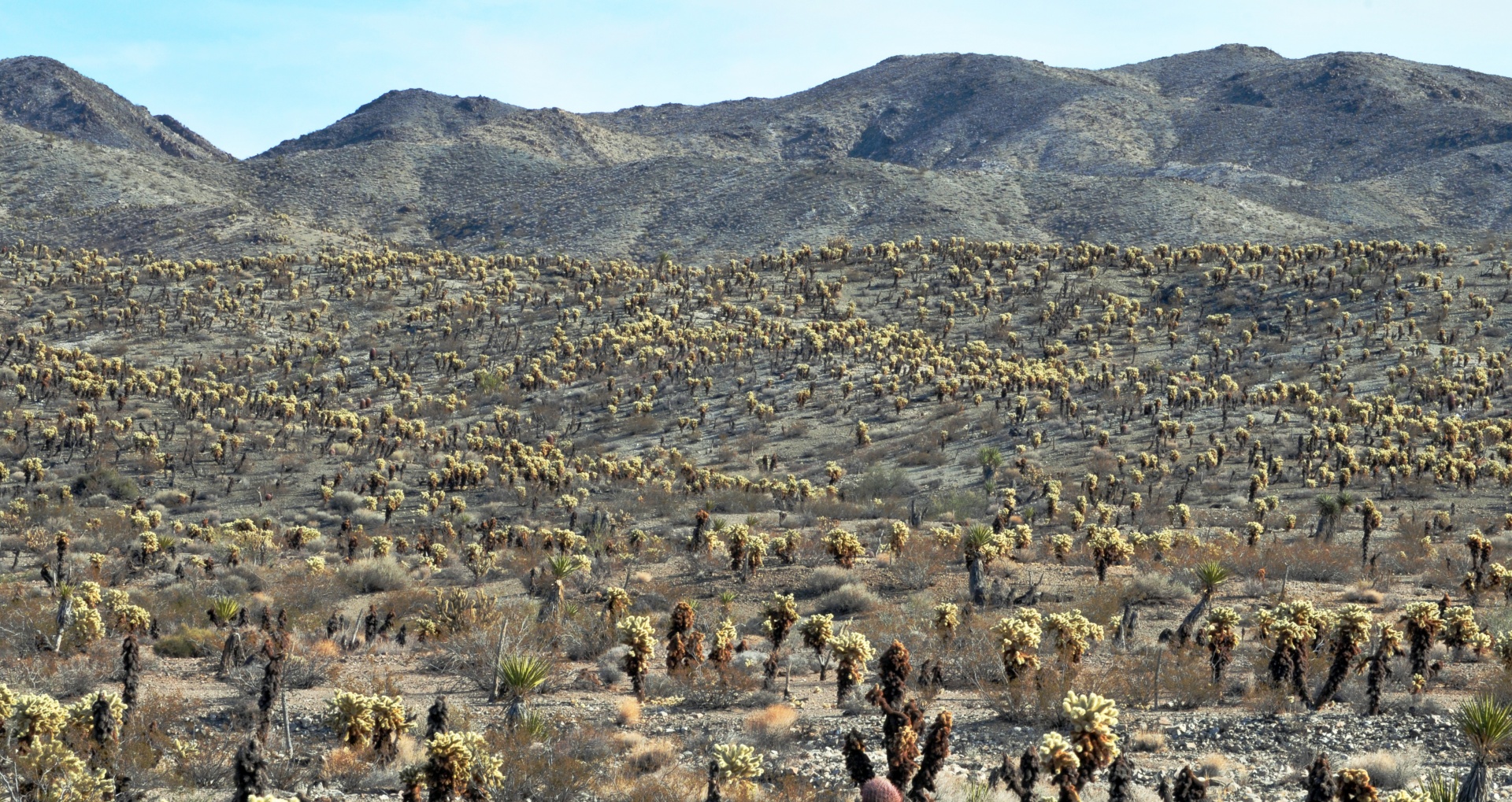 desert yucca yuccas free photo