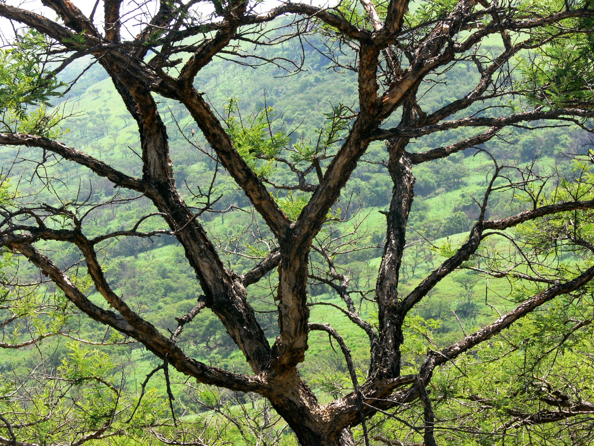 valley branches acacia free photo