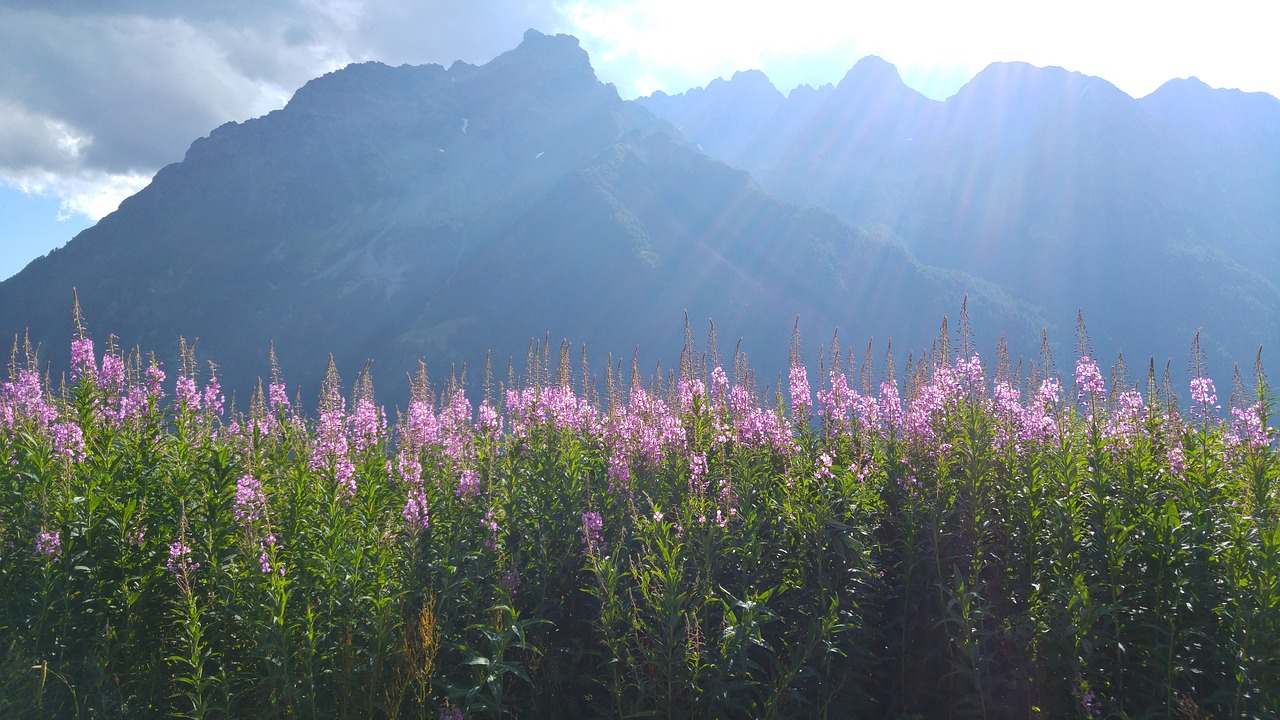 valmalenco mountains field flowers free photo