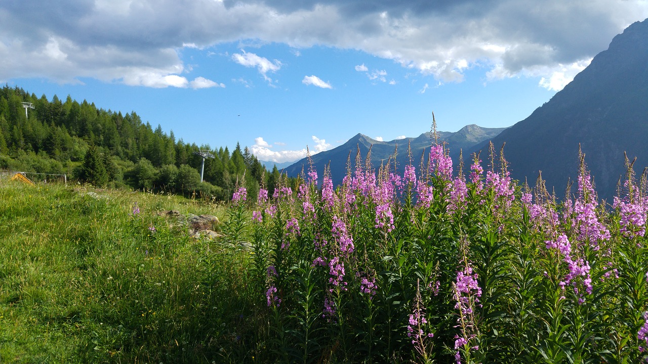 valmalenco mountains field flowers free photo