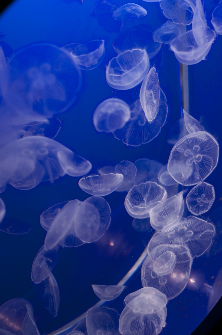 vancouver aquarium jellyfish jelly fish free photo