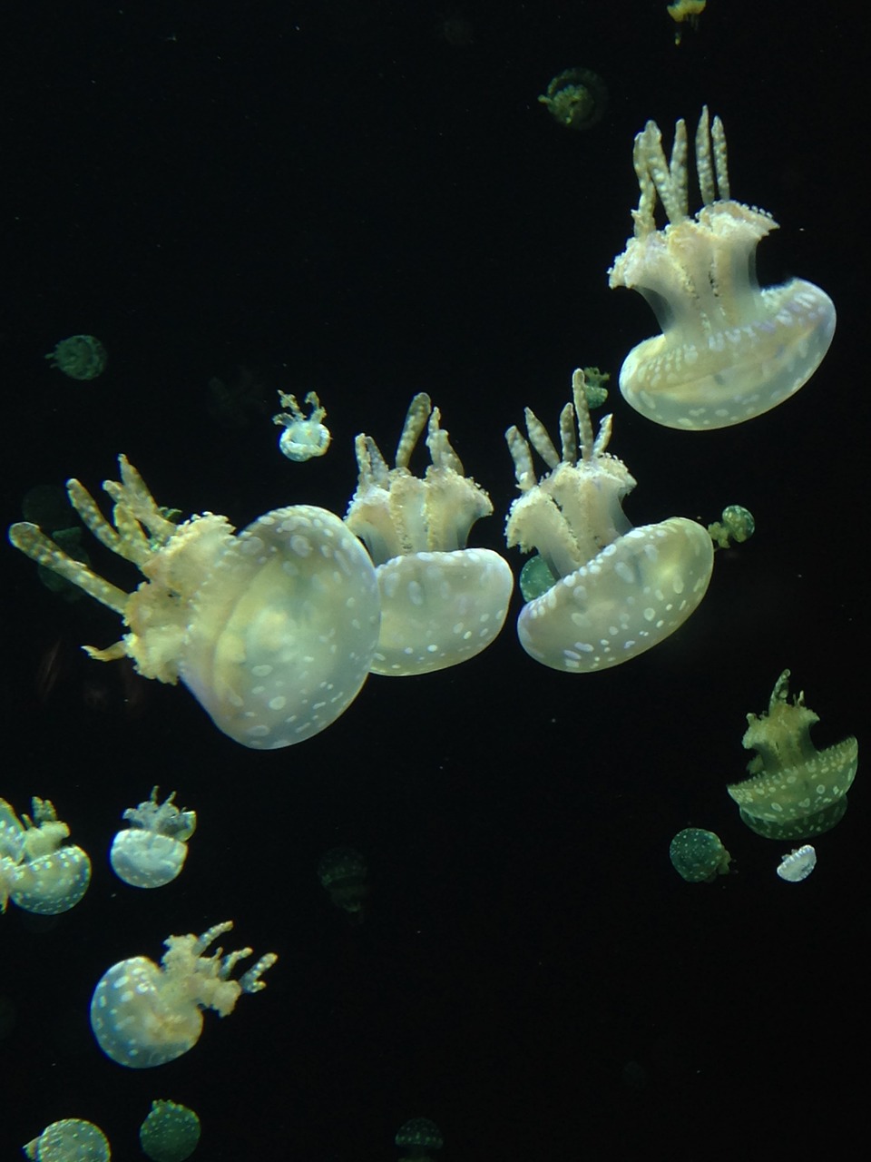 vancouver aquarium jellyfish underwater free photo