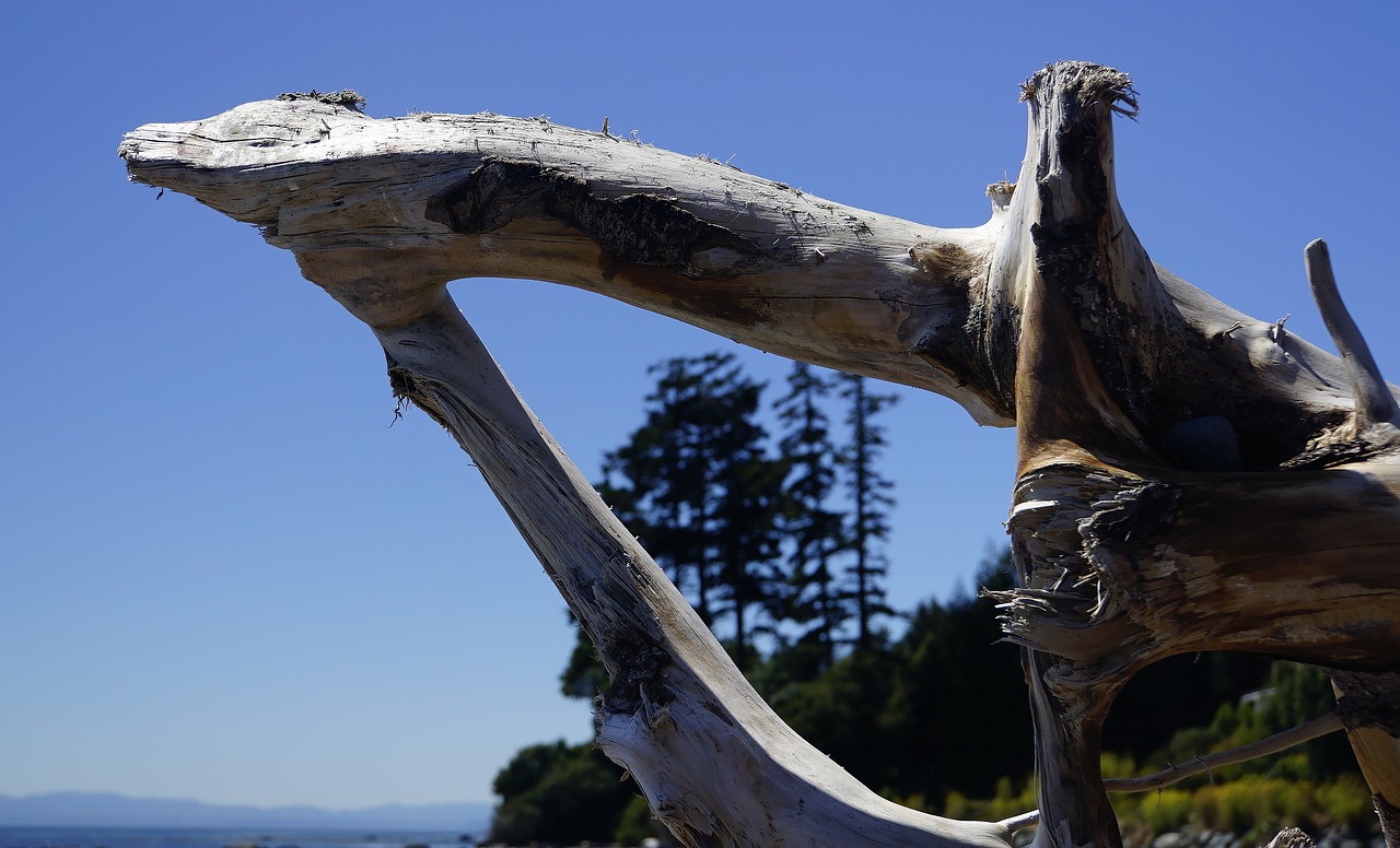 vancouver island sooke driftwood free photo