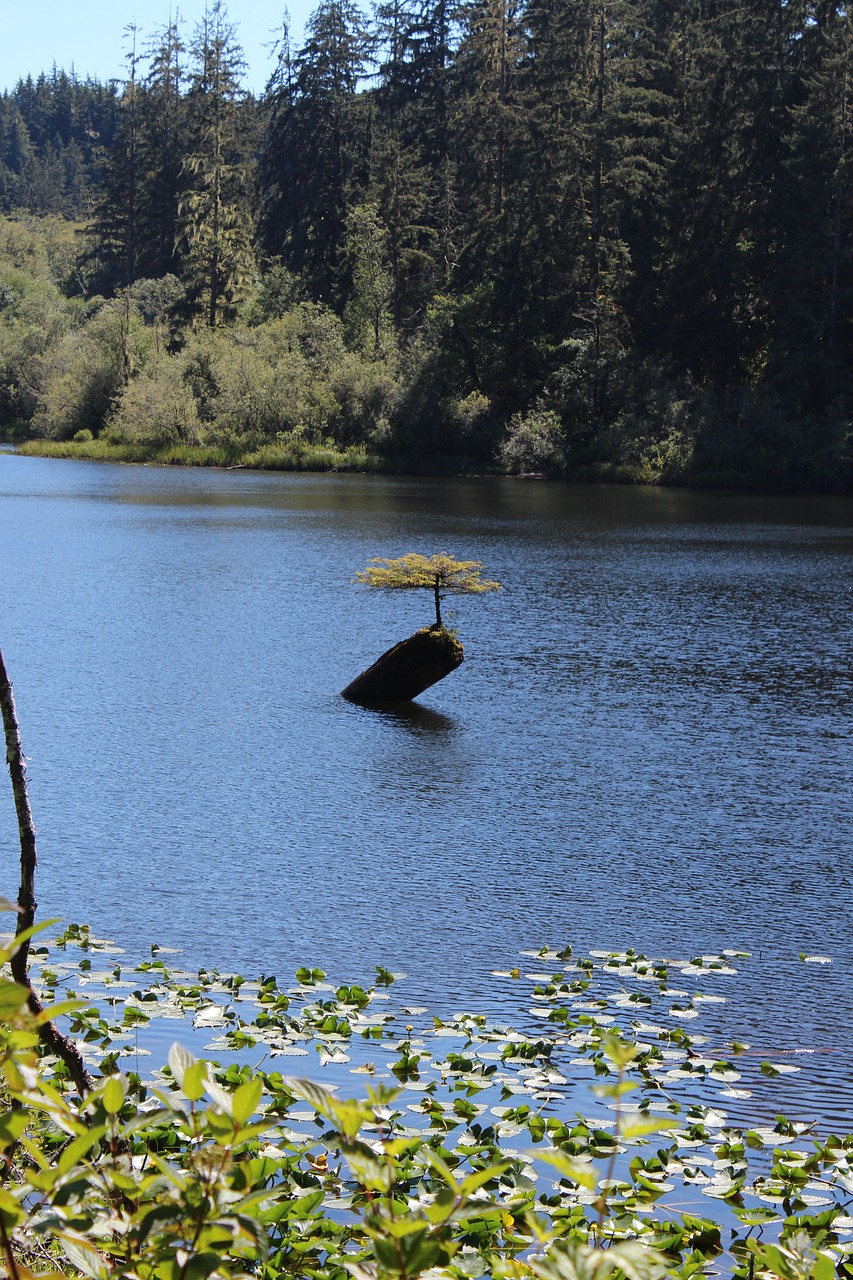 vancouver island tree little tree free photo