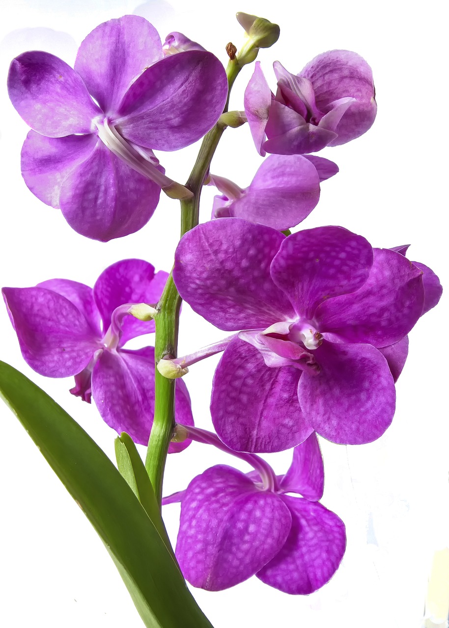 vanda orchid pink exotic free photo