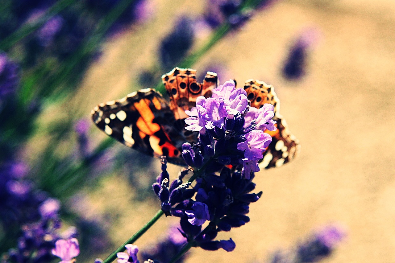 vanessa cardui painted lady edelfalter free photo