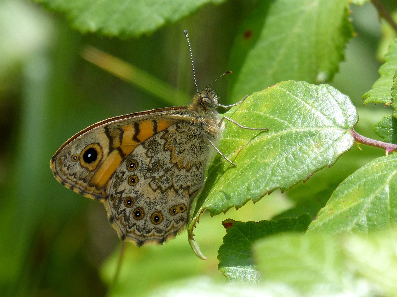 vanessa cardui butterfly leaf free photo