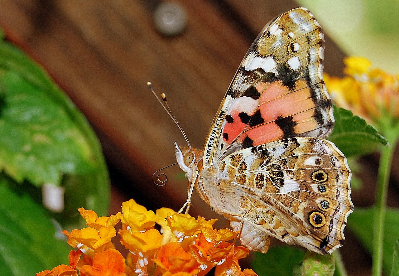 vanessa cardui butterfly insect free photo