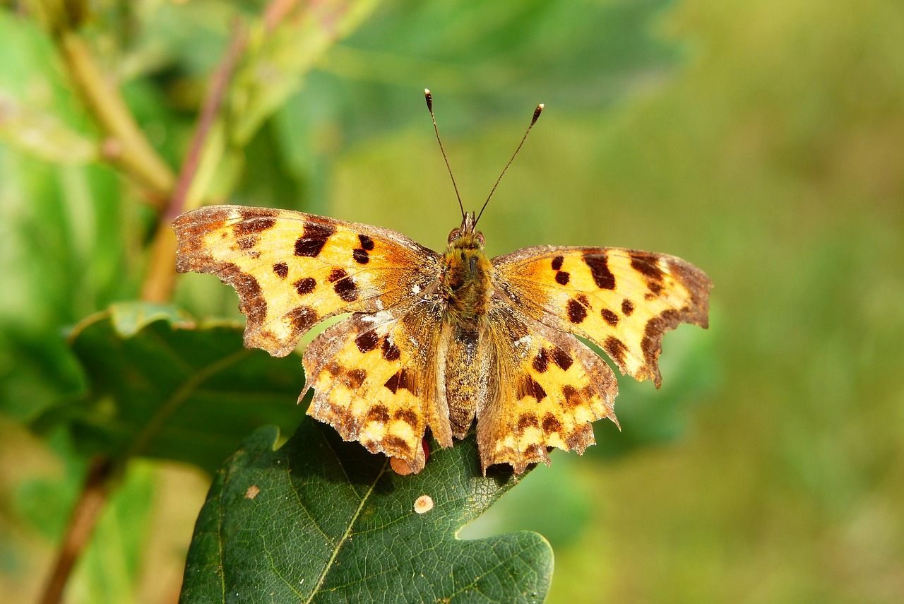 vanessa ceik  insect  butterfly day free photo