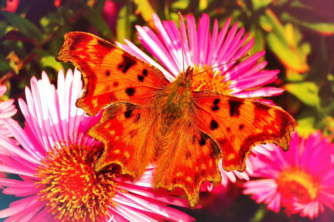 vanessa ceik  insect  butterfly day free photo