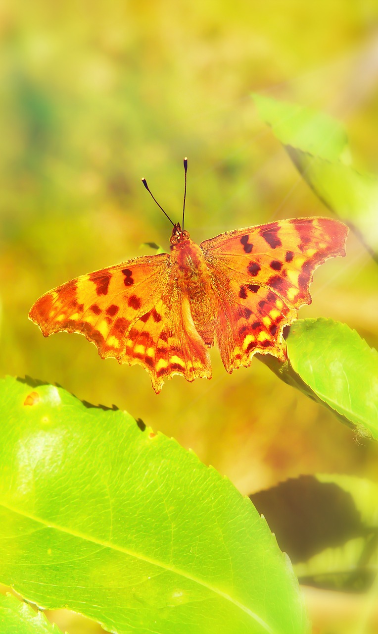 vanessa ceik  insect  butterfly day free photo