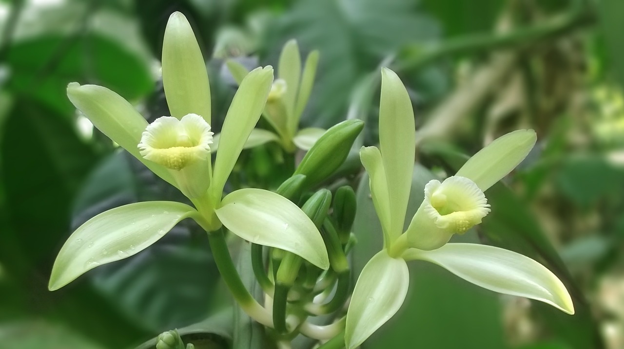 vanilla flower vanilla white free photo