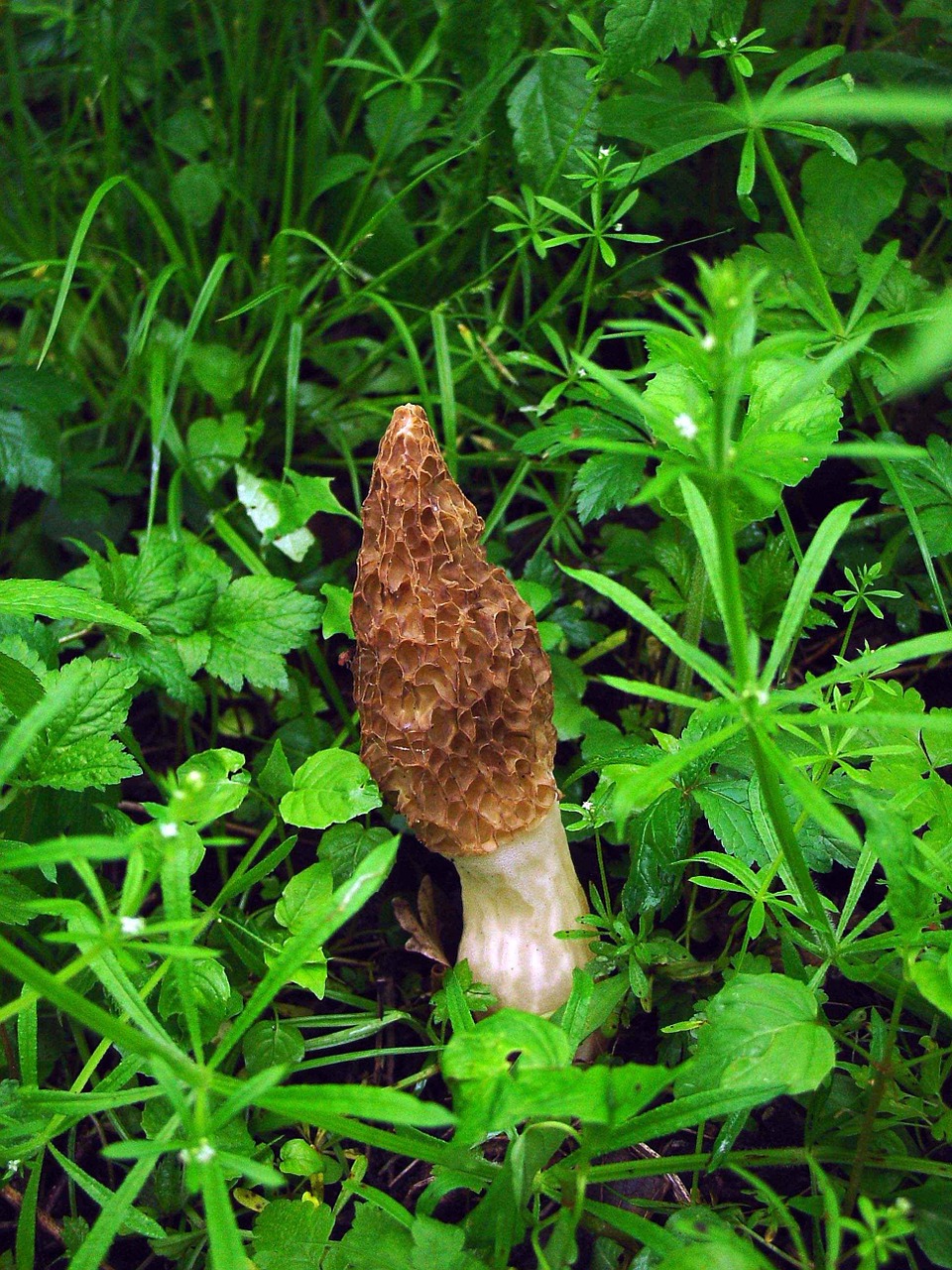 vaporarius esculenta morchella free photo